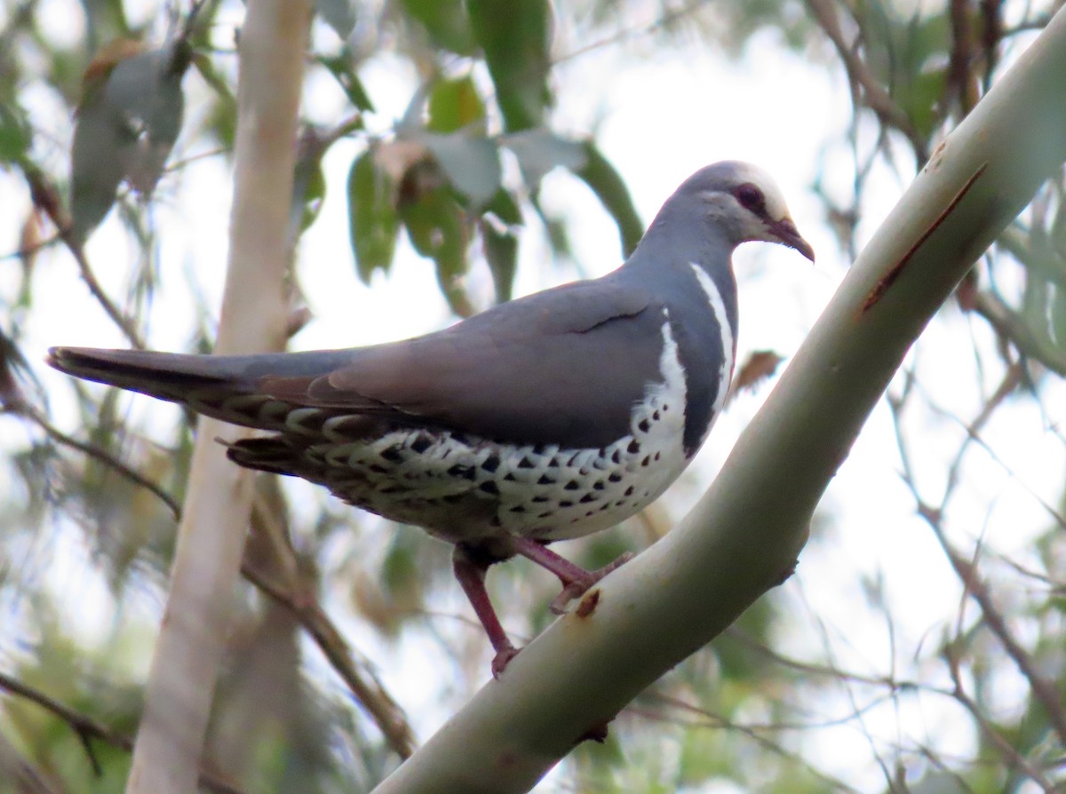 Wonga Kumrusu - ML646944241