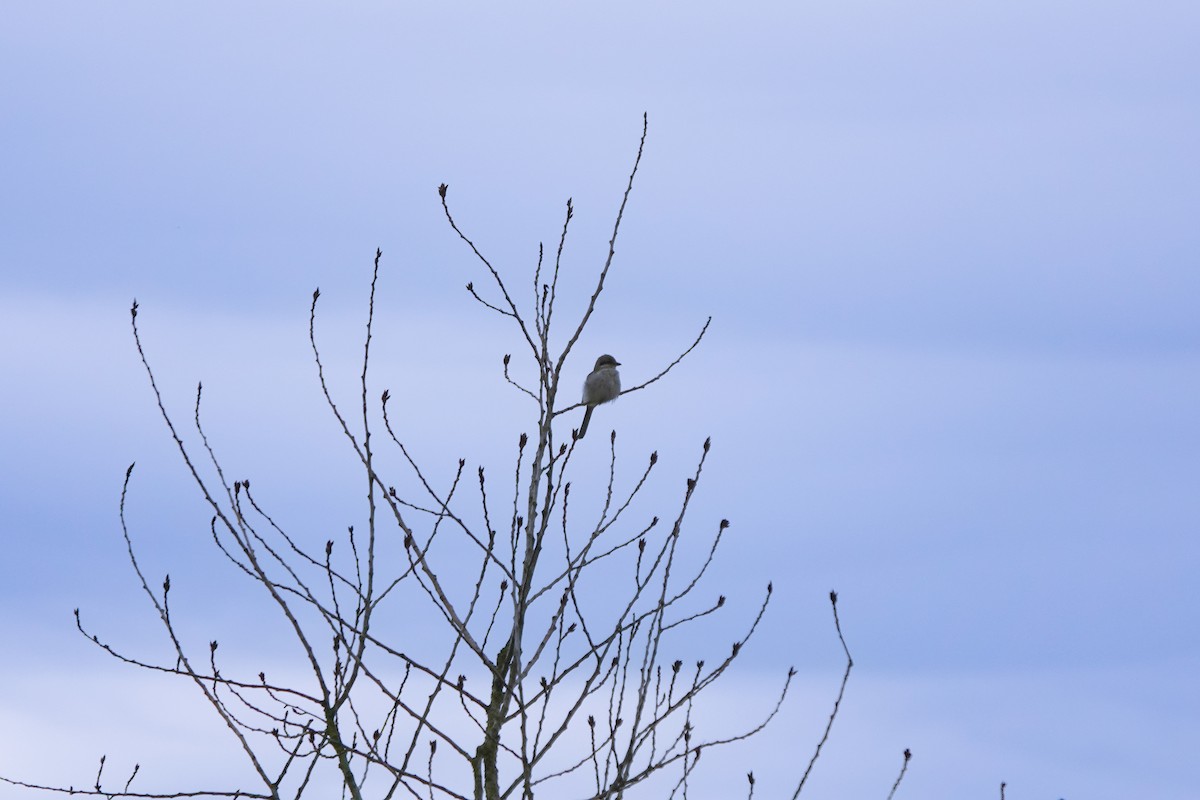 ťuhýk severní - ML646944244