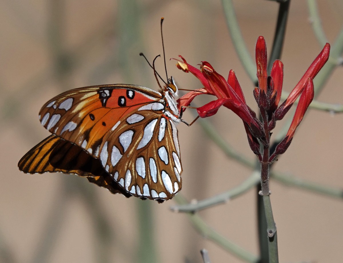 Gulf Fritillary - ML646944248