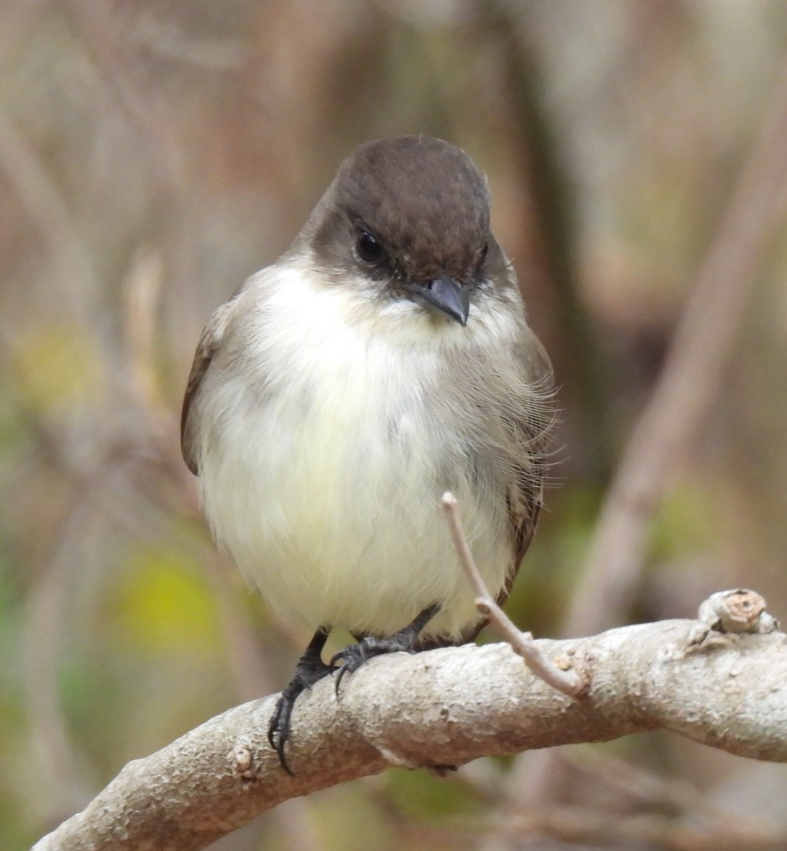 Eastern Phoebe - ML646944251