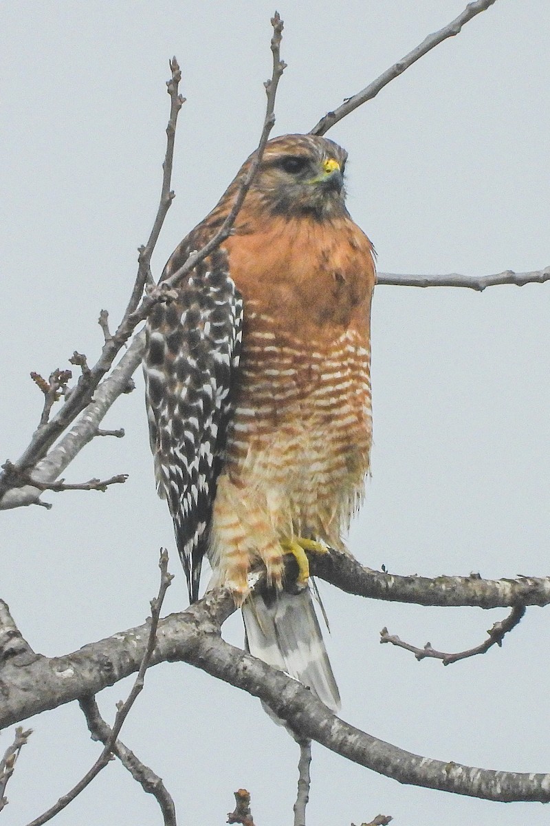 Busardo Pechirrojo - ML646944252