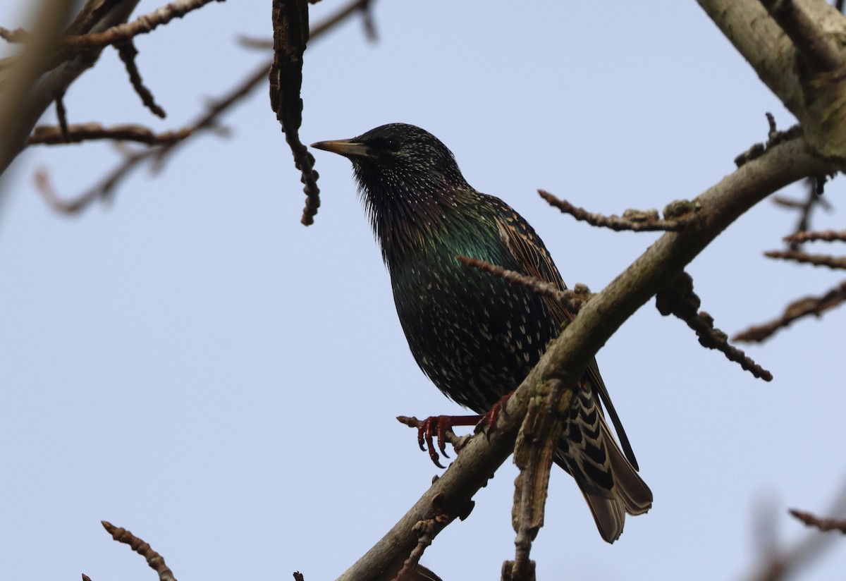 European Starling - ML646944253