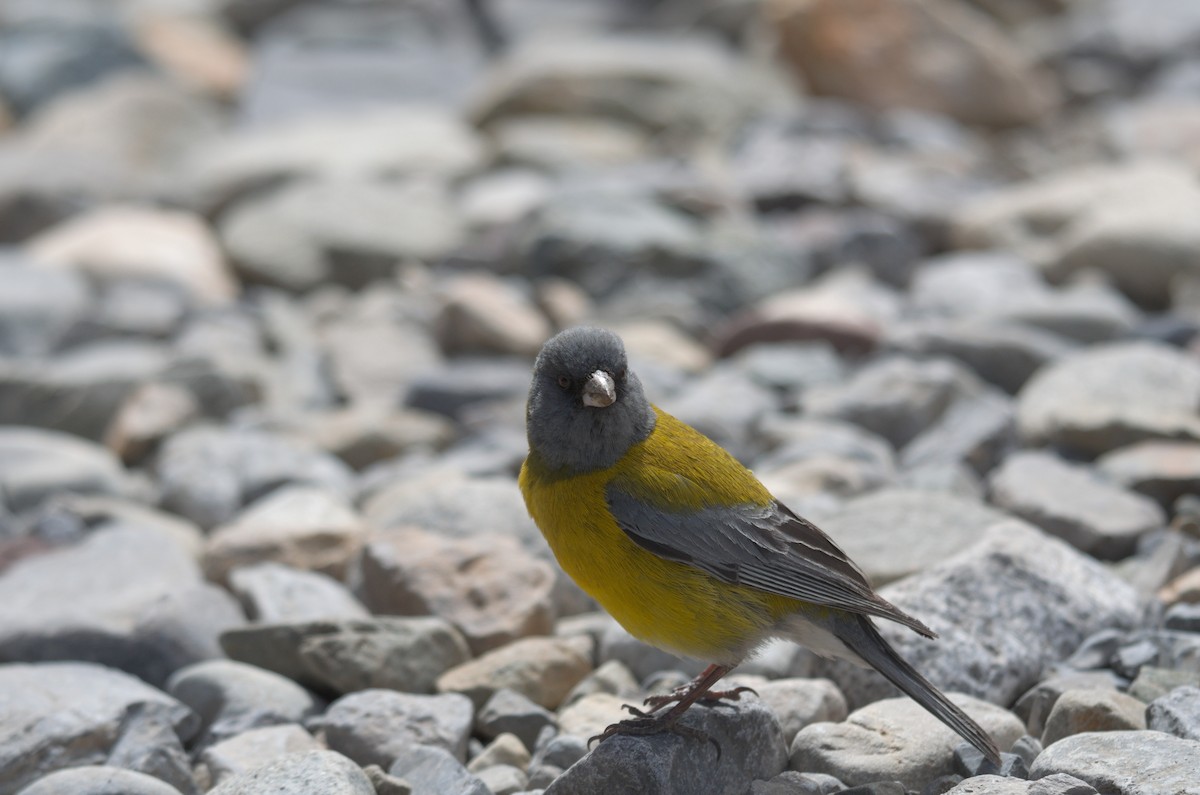 Gray-hooded Sierra Finch - ML646944255