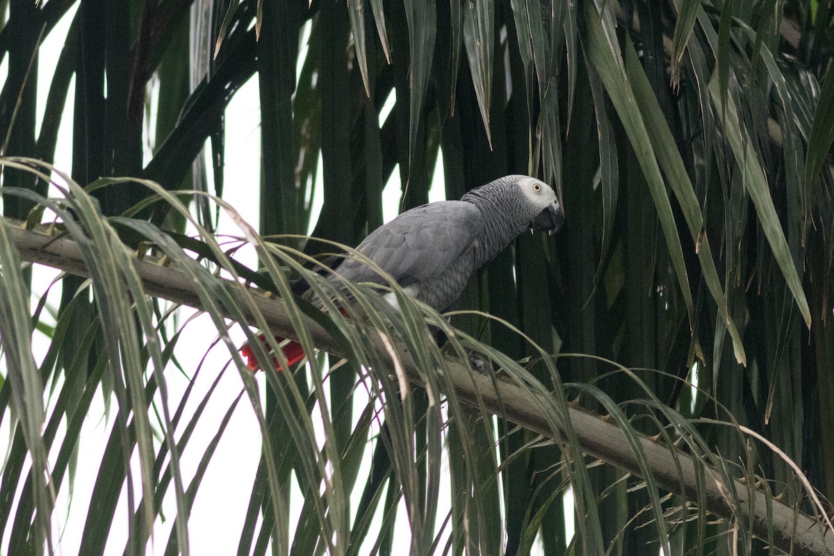 Gray Parrot (Gray) - ML646944256