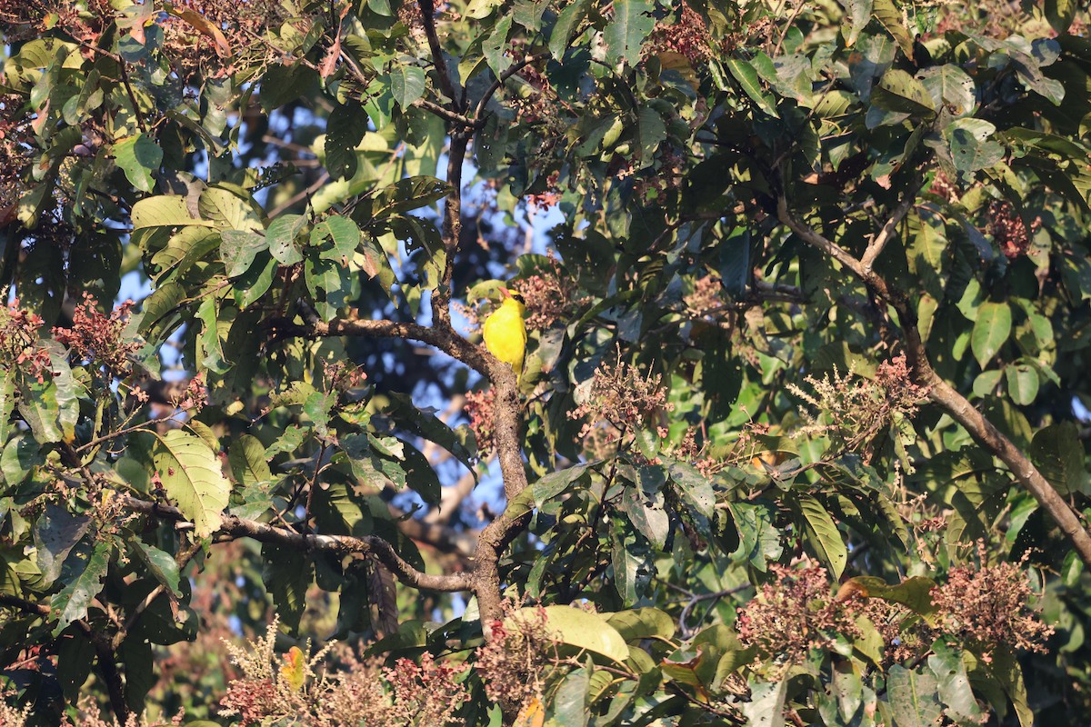 Вивільга чорноголова - ML646944257