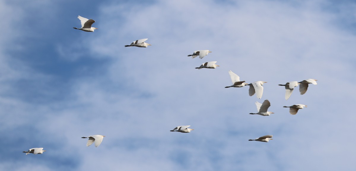 אנפית בקר מערבית - ML646944258