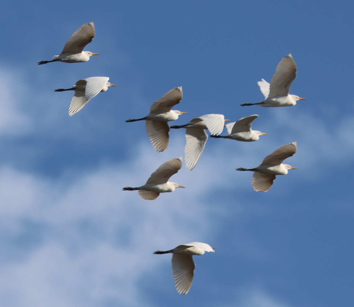 אנפית בקר מערבית - ML646944259