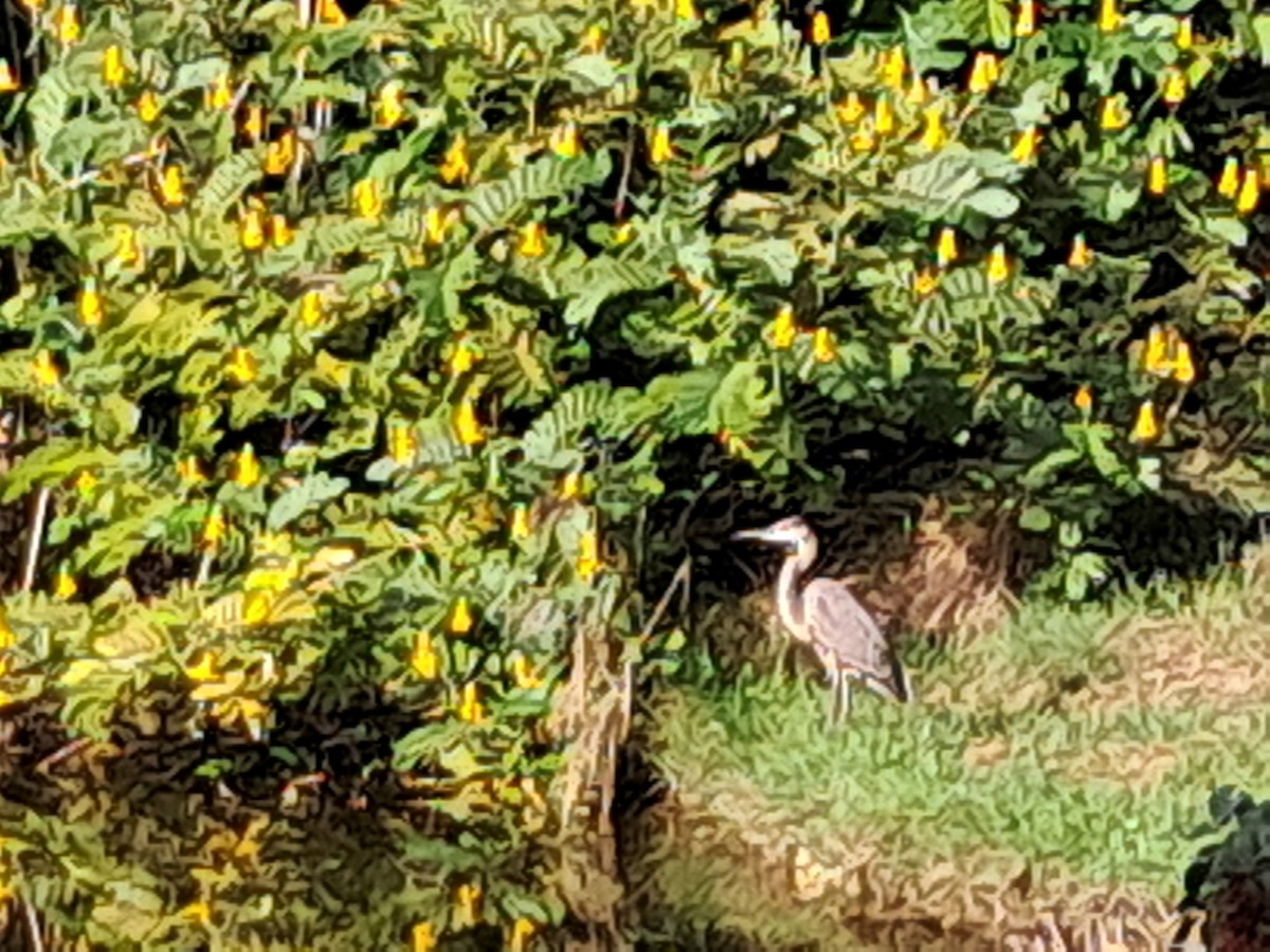 Kanadareiher - ML646944261