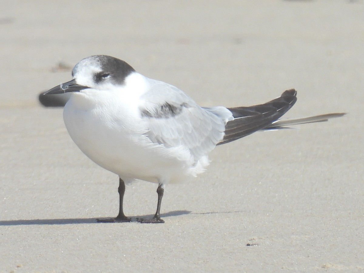 Common Tern (longipennis) - ML646944262