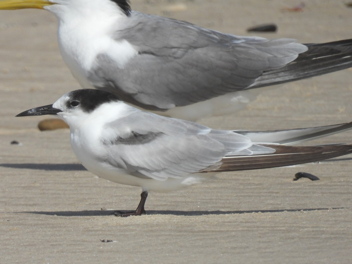 Common Tern (longipennis) - ML646944263