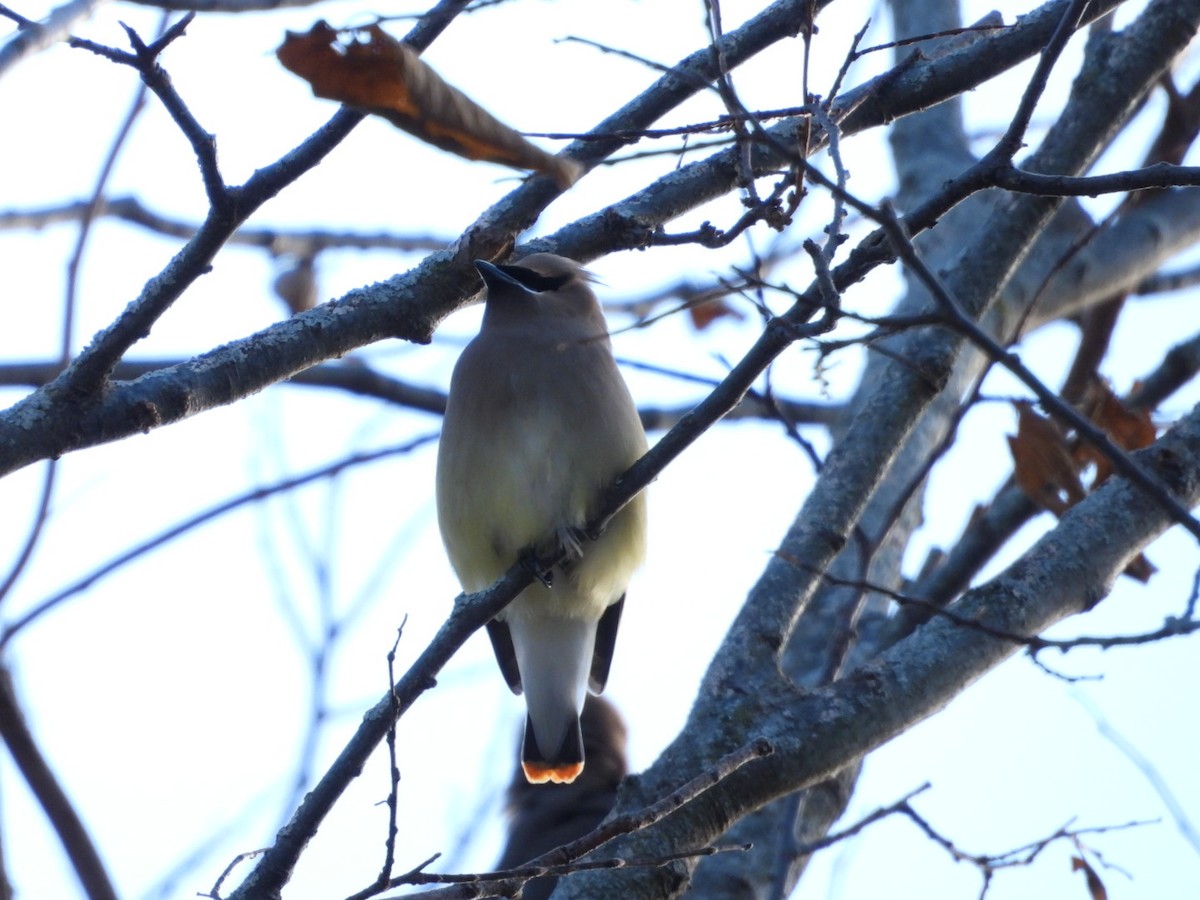 Cedar Waxwing - ML646944265