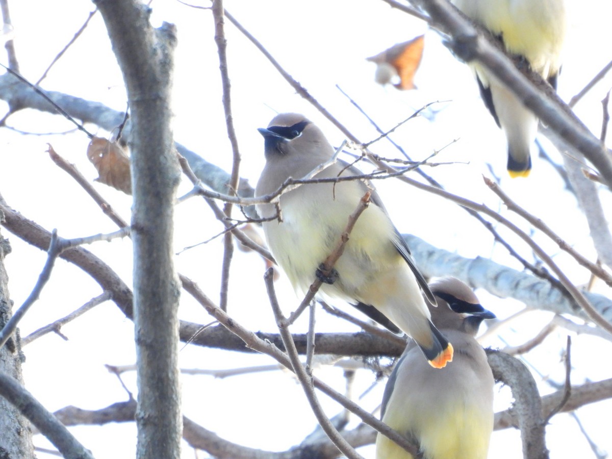 Cedar Waxwing - ML646944266