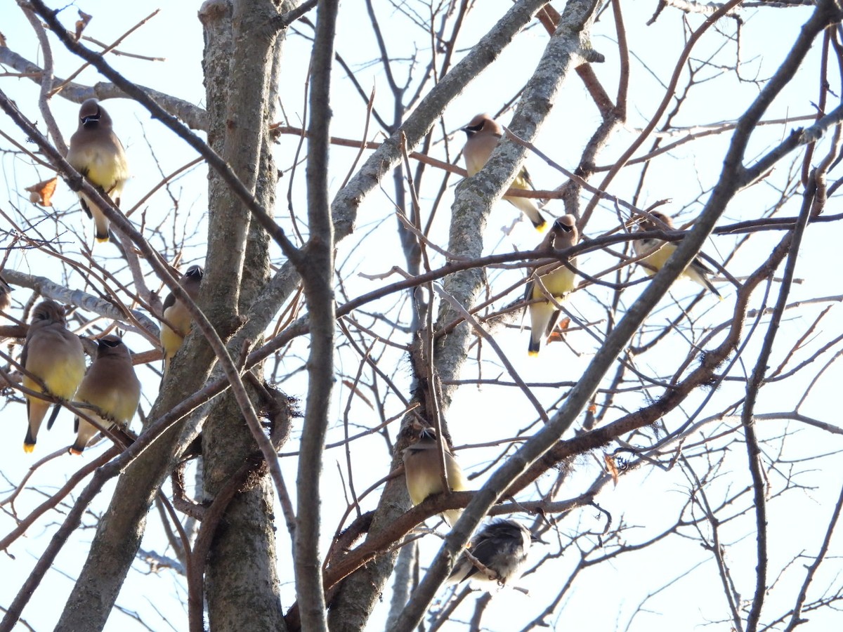 Cedar Waxwing - ML646944267
