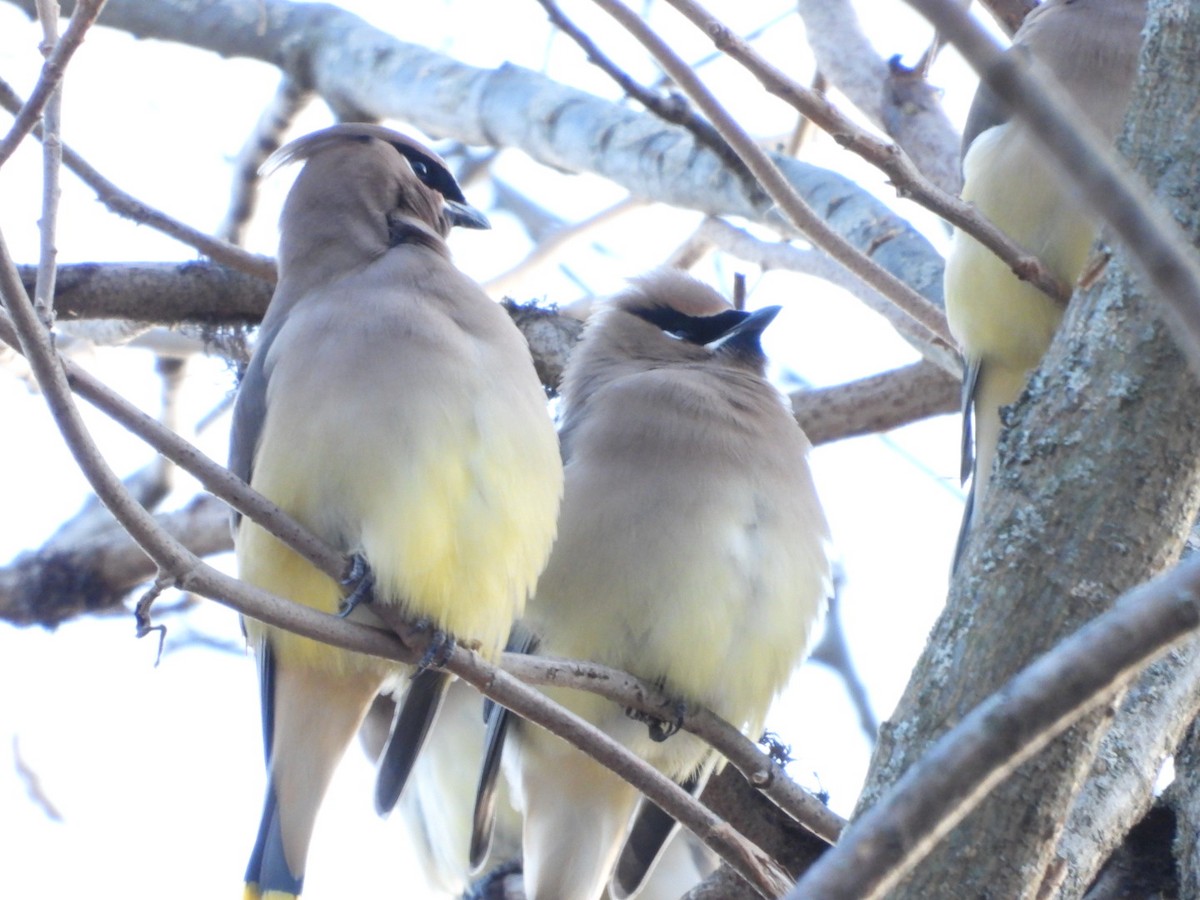 Cedar Waxwing - ML646944268