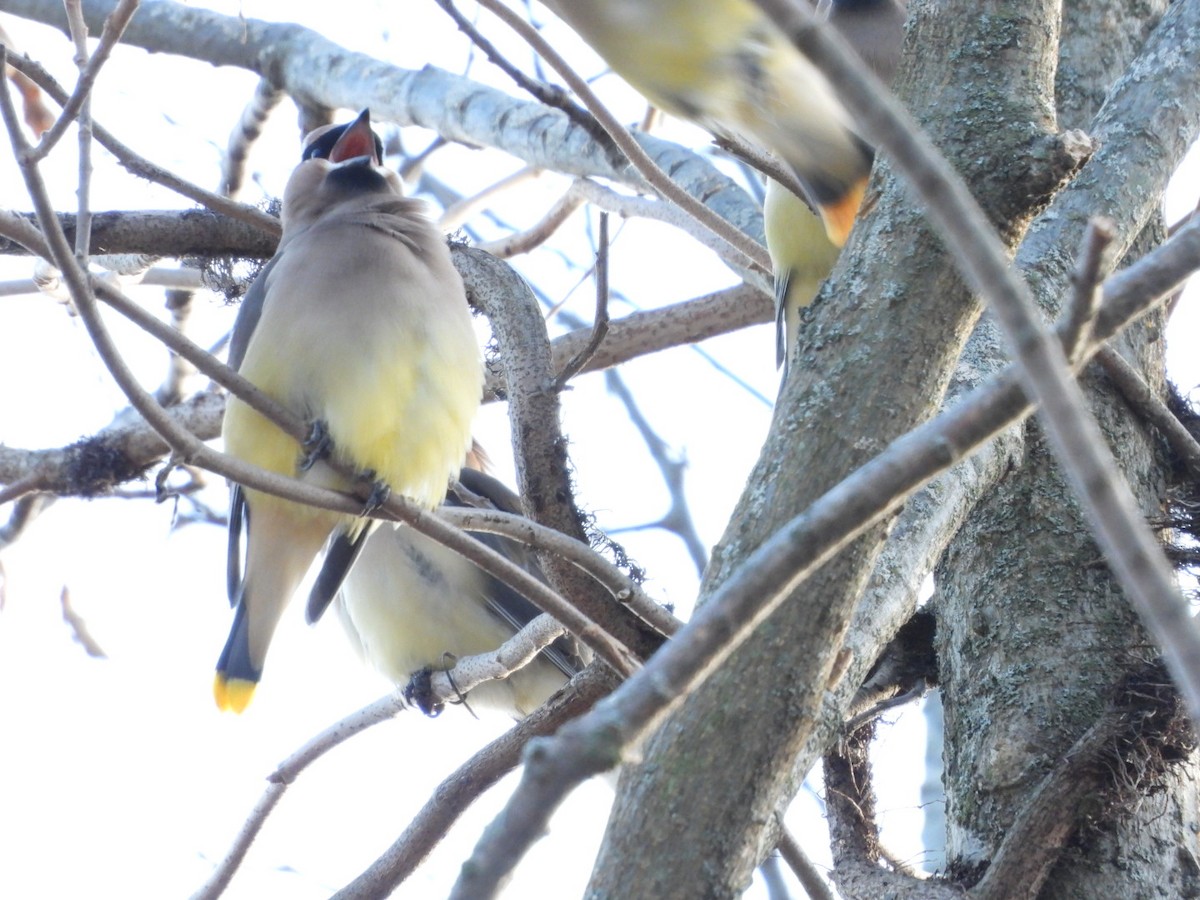 Cedar Waxwing - ML646944269