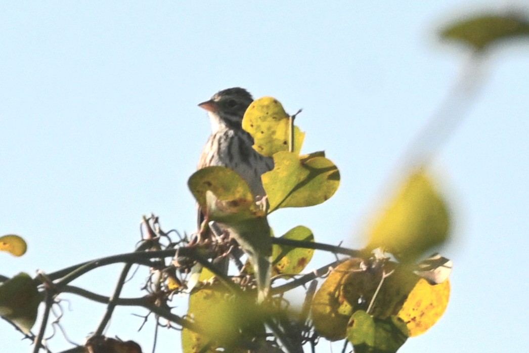 Savannah Sparrow - ML646944270