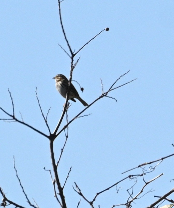 Savannah Sparrow - ML646944271
