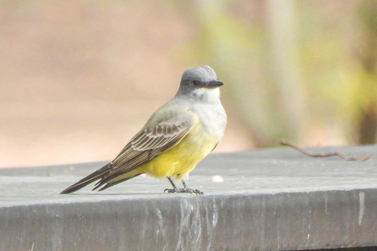 Tirano Gritón - ML646944284