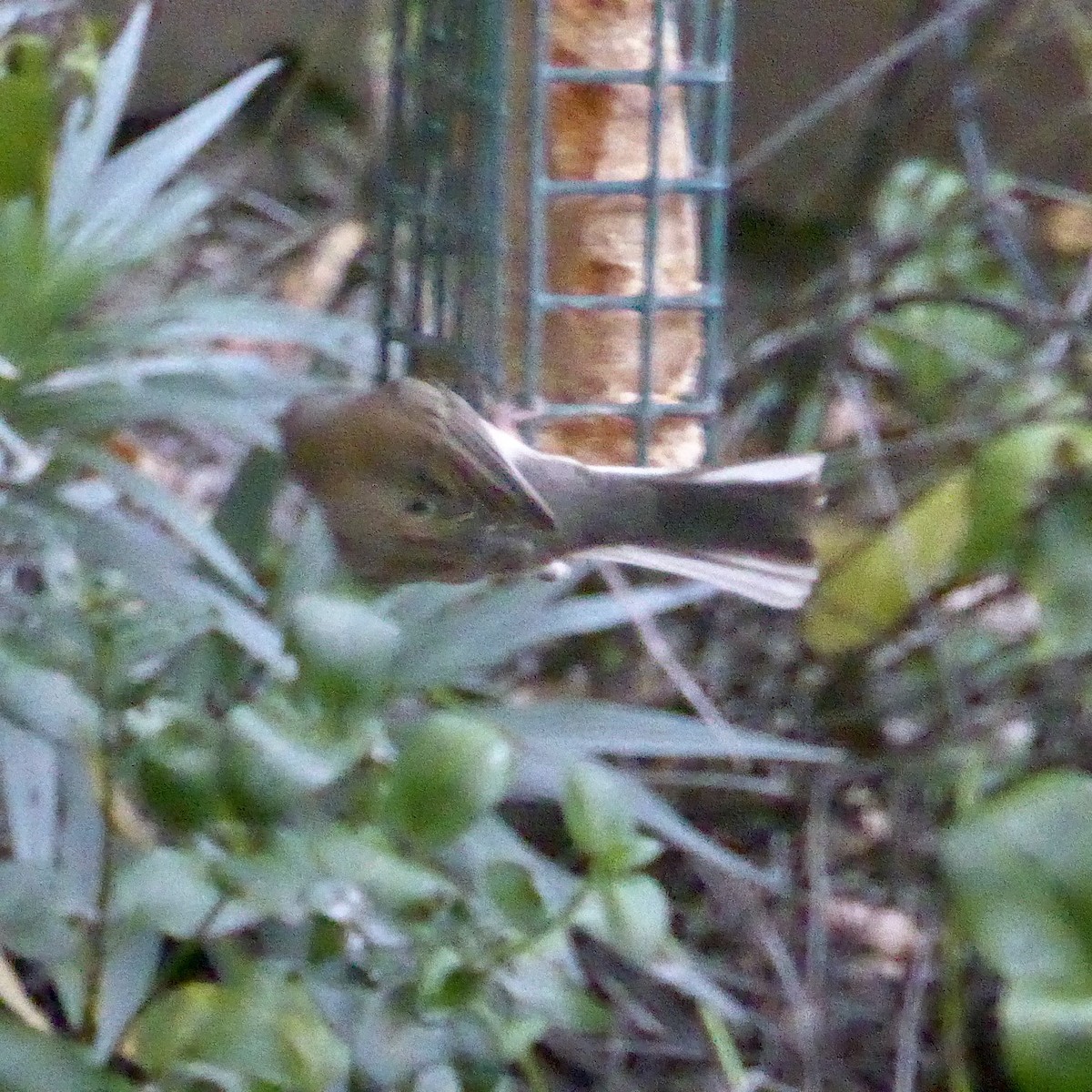 Dark-eyed Junco - ML646944288