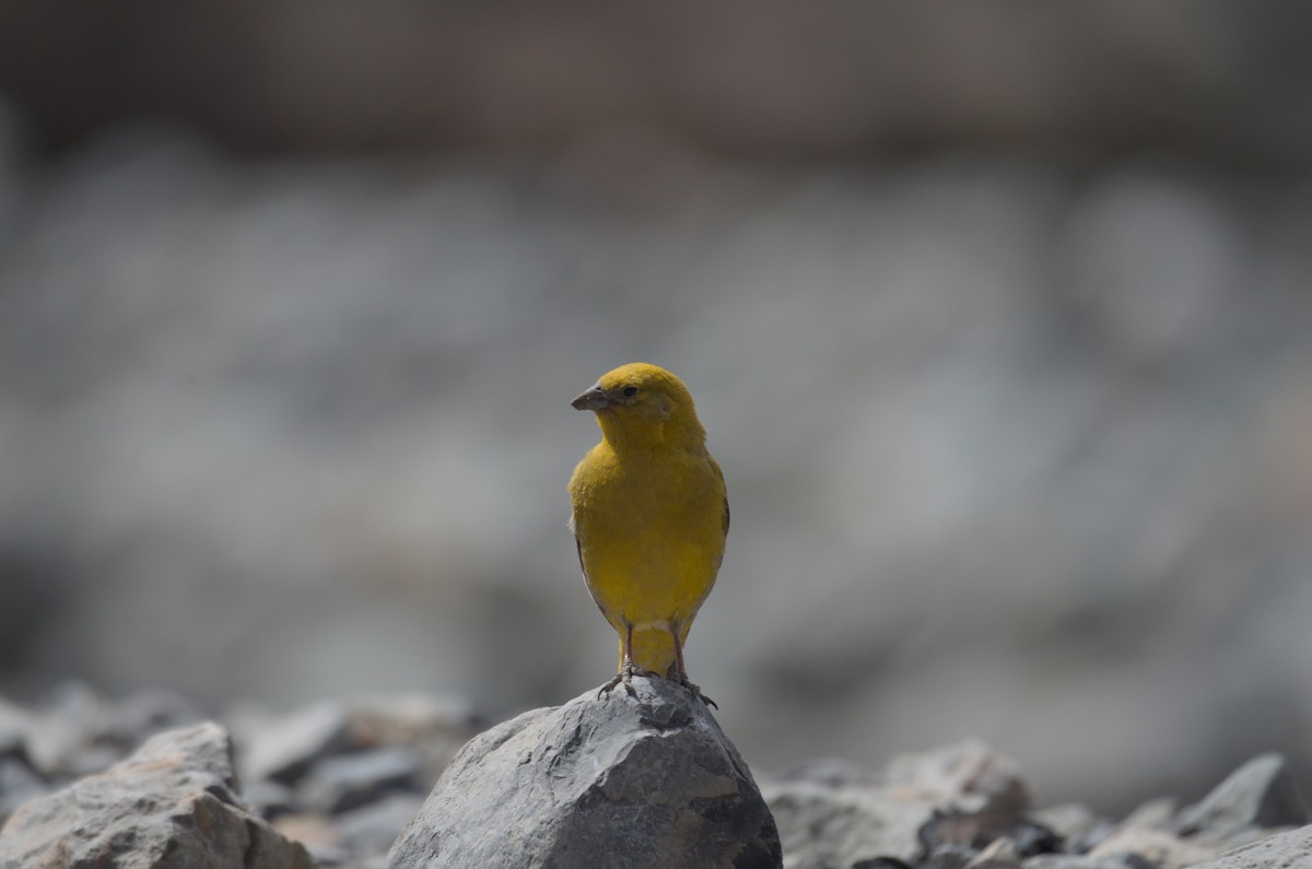 Greater Yellow-Finch - ML646944291