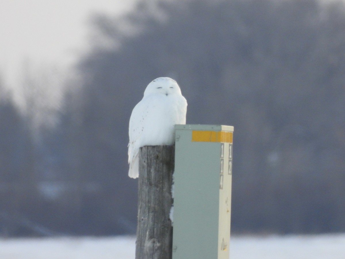 Snowy Owl - ML646944298