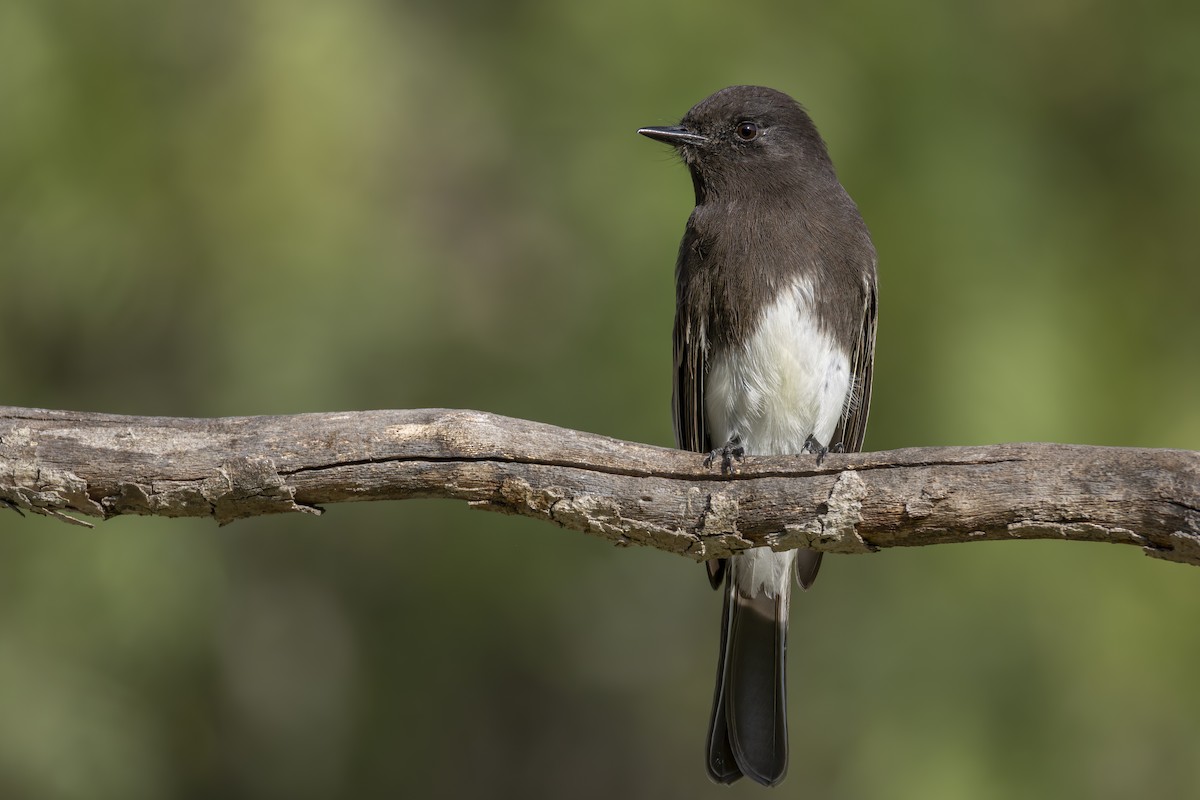 Black Phoebe - ML646944299