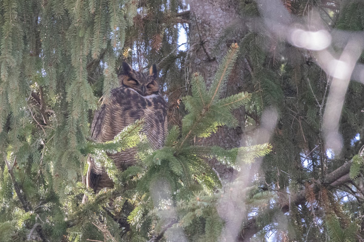 výr virginský - ML646944302