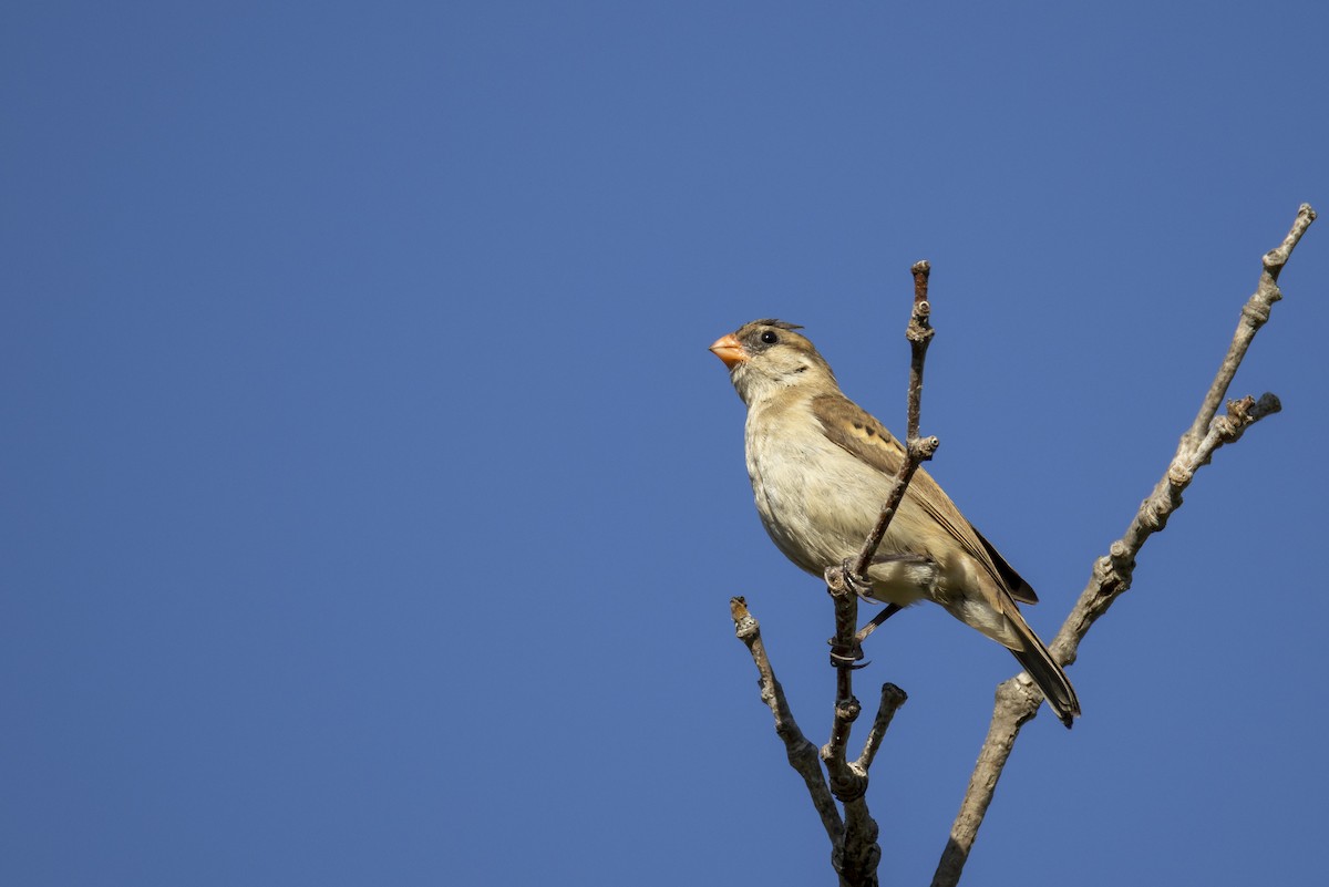 Pin-tailed Whydah - ML646944305