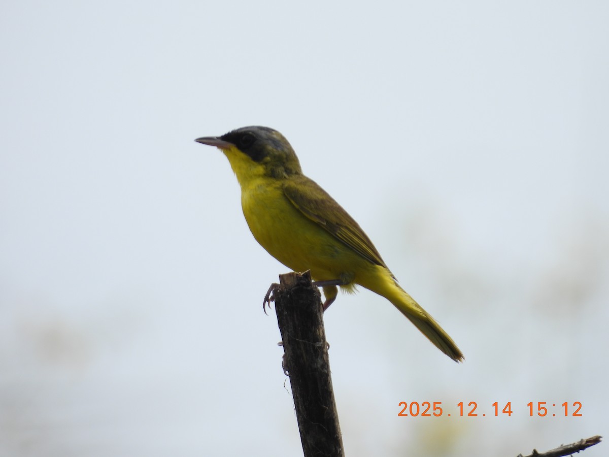 Brasiliengelbkehlchen - ML646944306