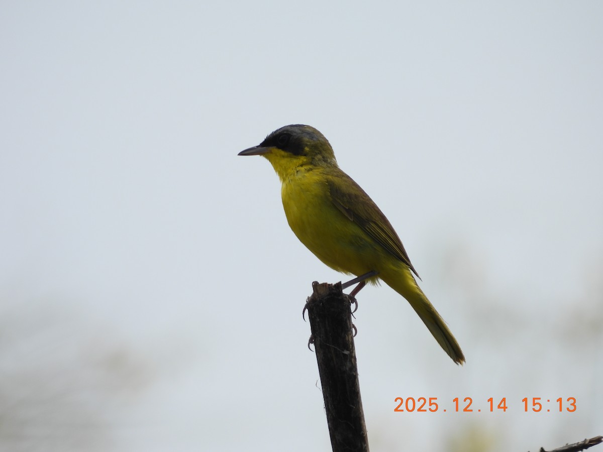 Brasiliengelbkehlchen - ML646944307