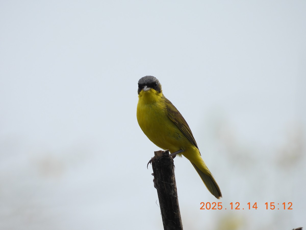 Brasiliengelbkehlchen - ML646944308