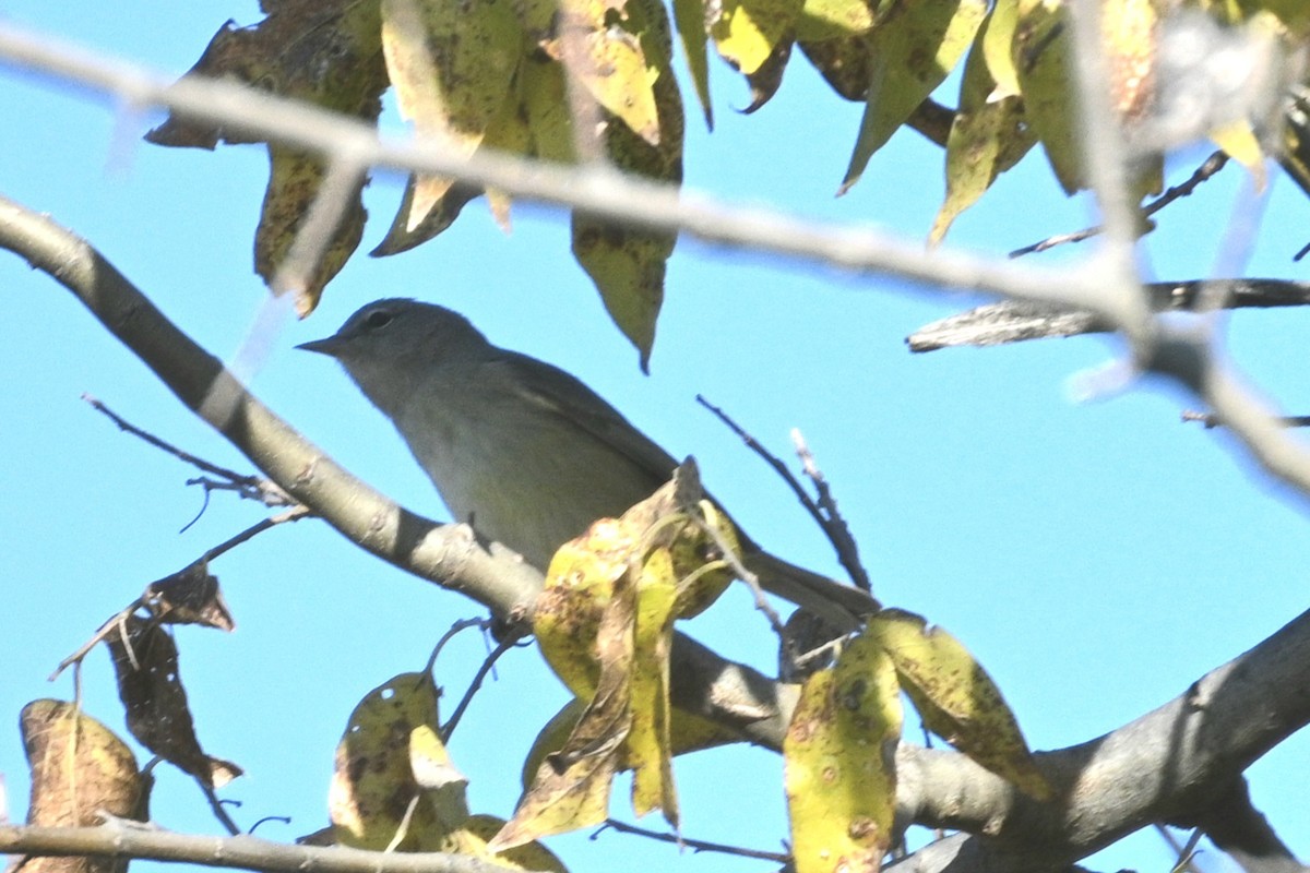 Orange-crowned Warbler - ML646944309