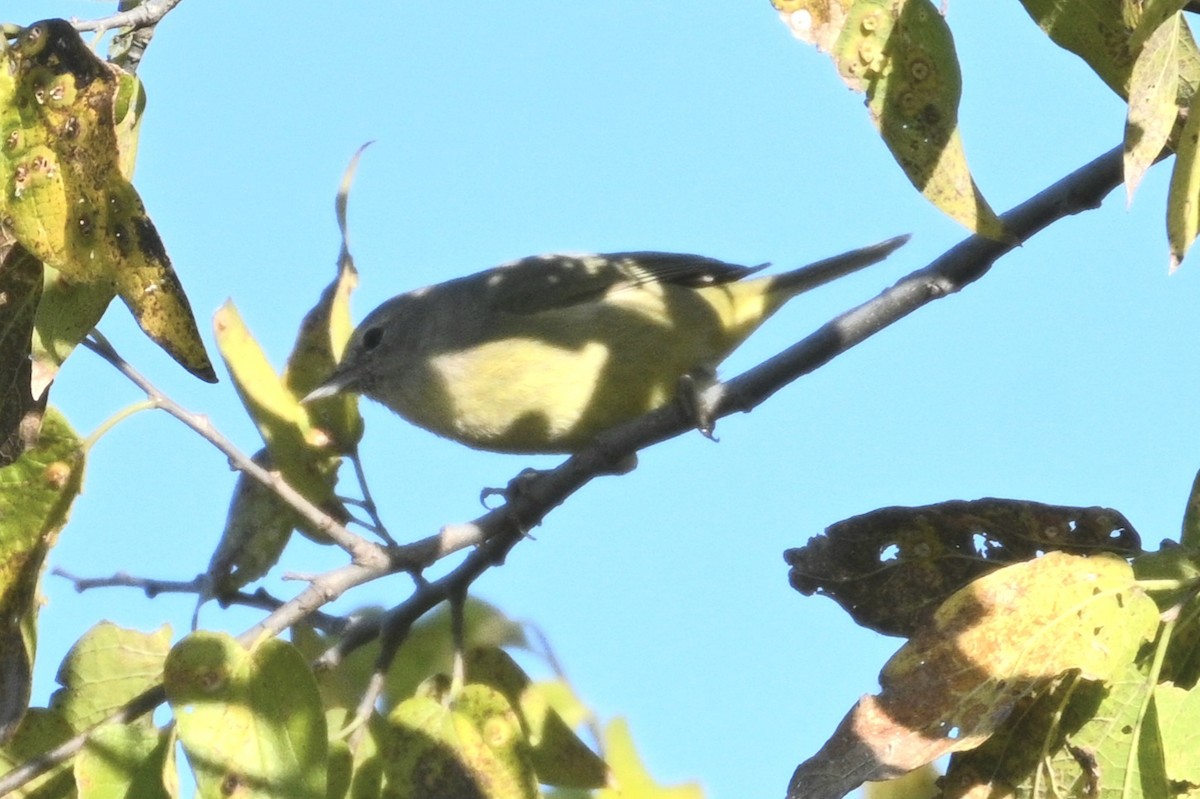 Orange-crowned Warbler - ML646944310