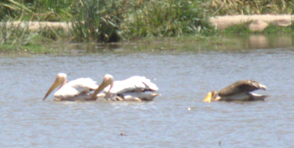 Pelikano zuri eurasiarra - ML646944313