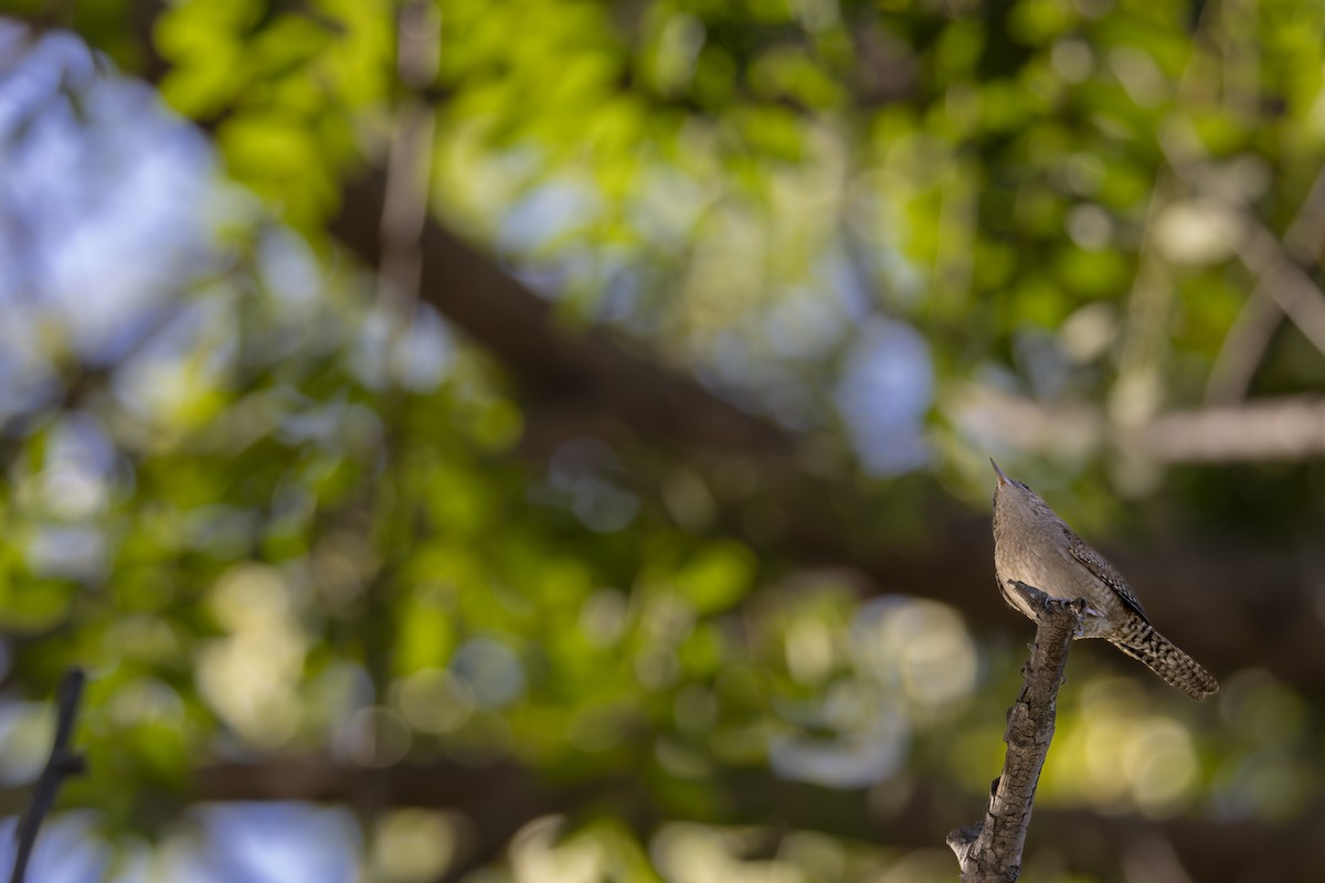 Northern House Wren - ML646944316