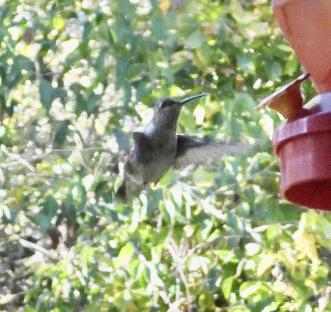 Black-chinned Hummingbird - ML646944320