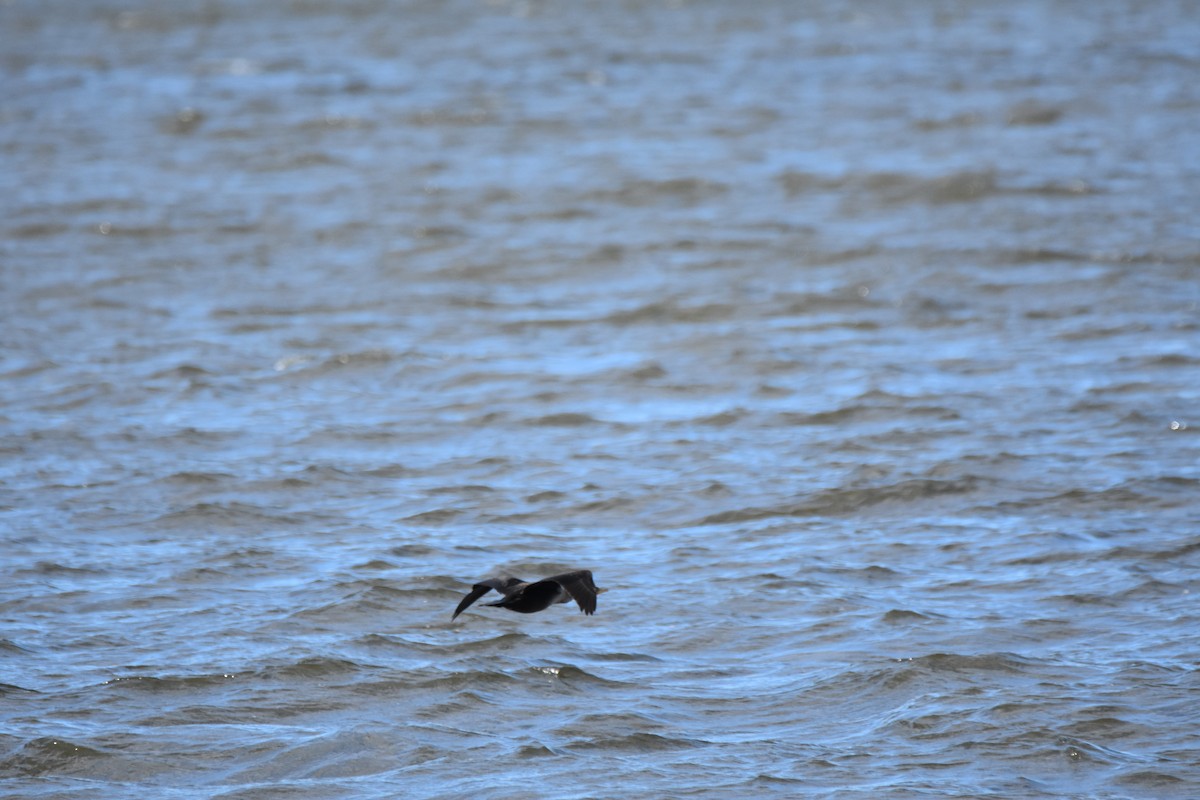 Double-crested Cormorant - ML646944321