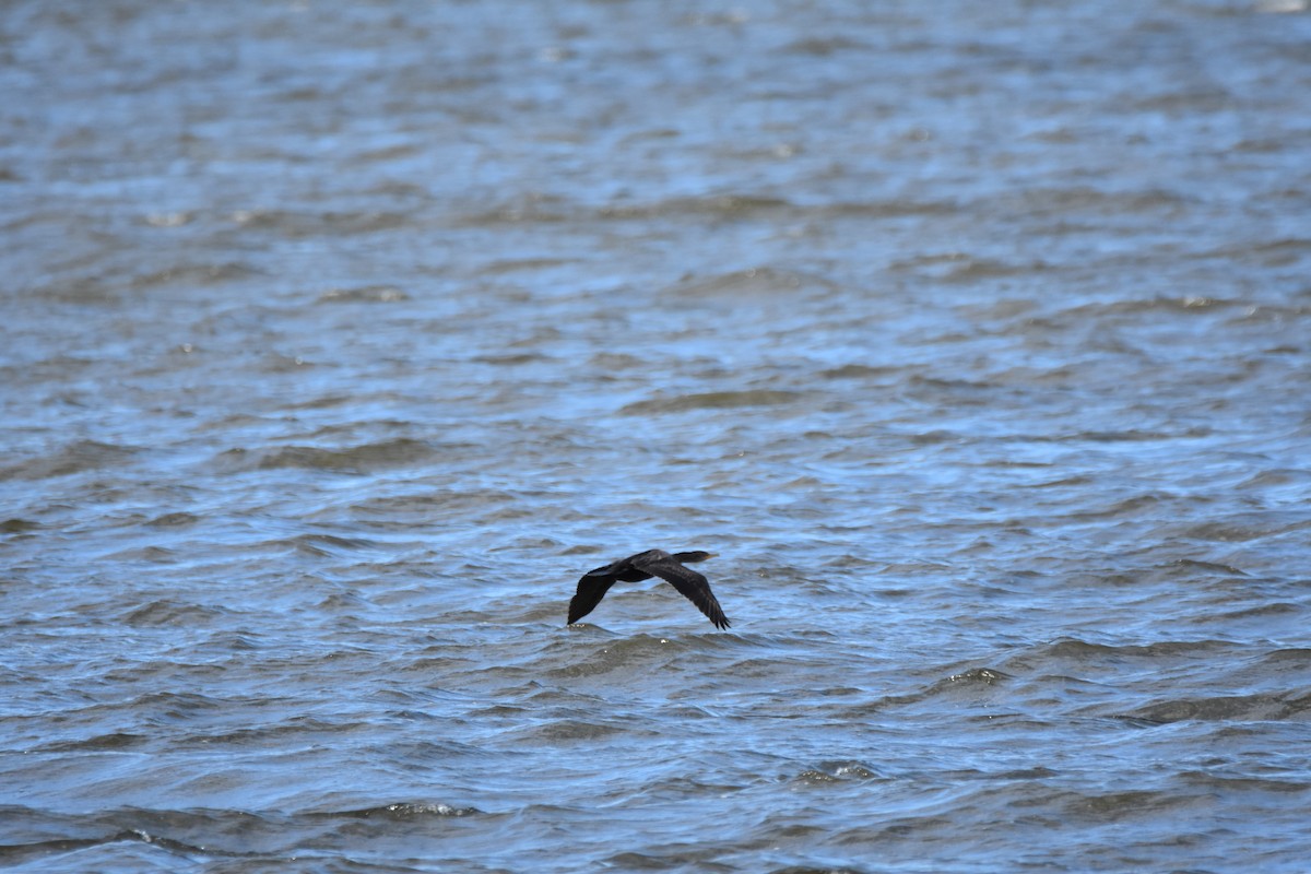 Double-crested Cormorant - ML646944322