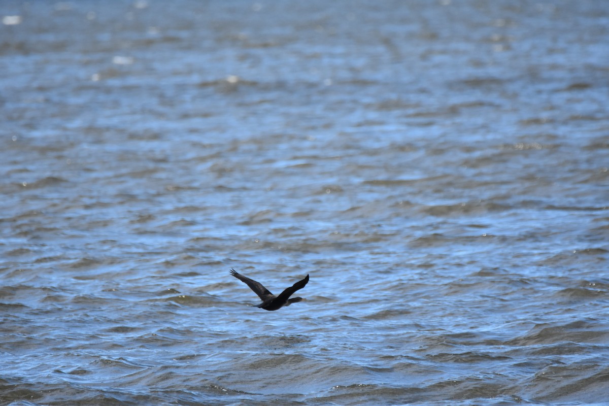 Double-crested Cormorant - ML646944323