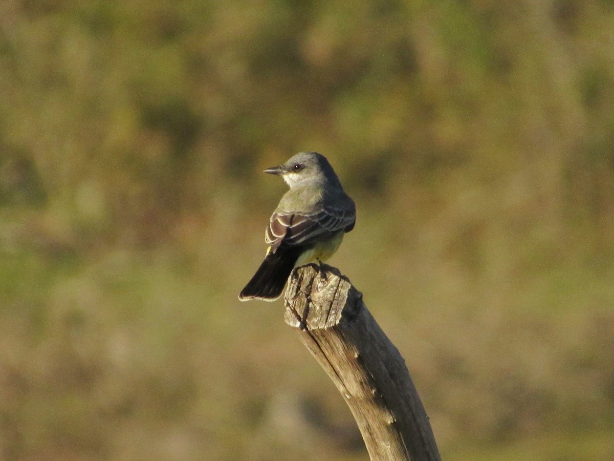 Kayalık Dağları Tiranı - ML646944332