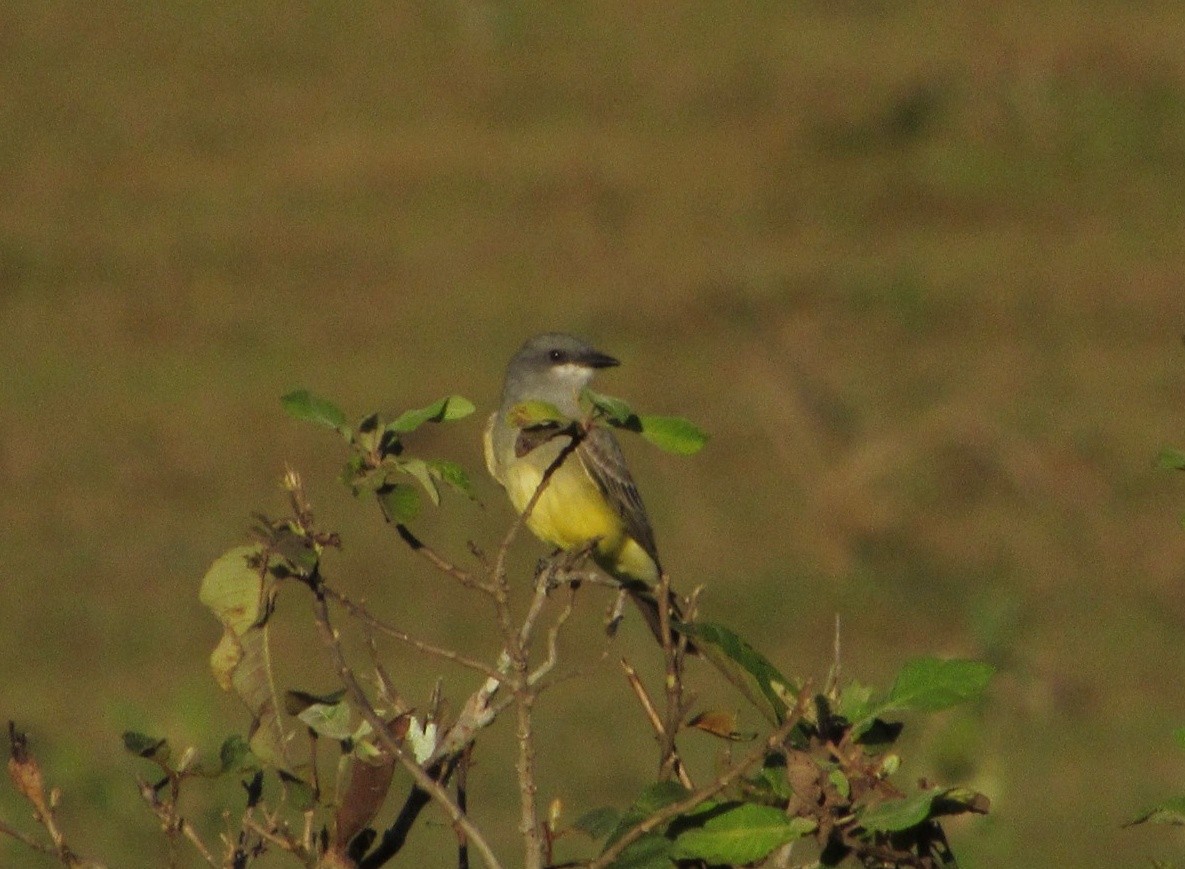 Kayalık Dağları Tiranı - ML646944333