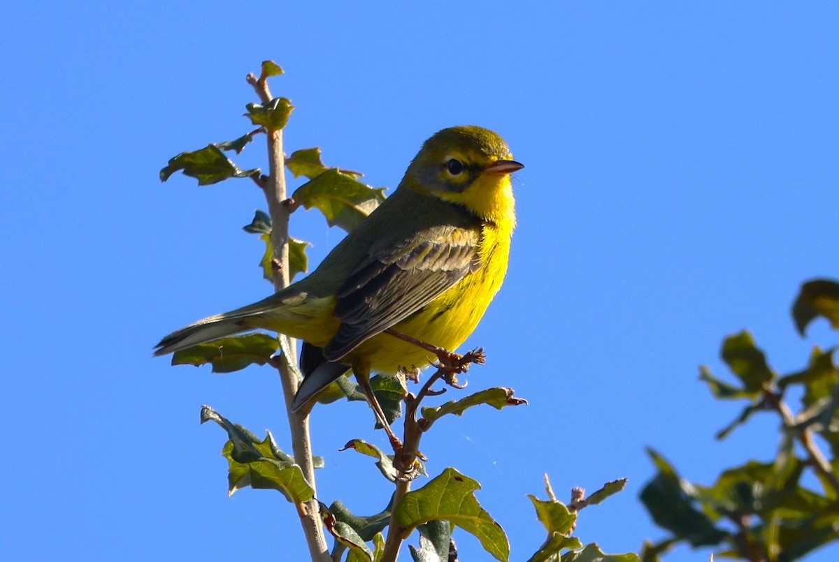 Reinita Galana - ML646944334