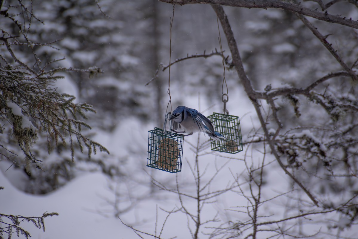 Blue Jay - ML646944344