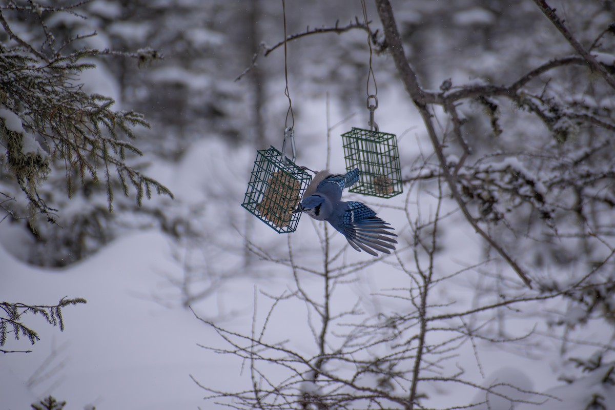 Blue Jay - ML646944345