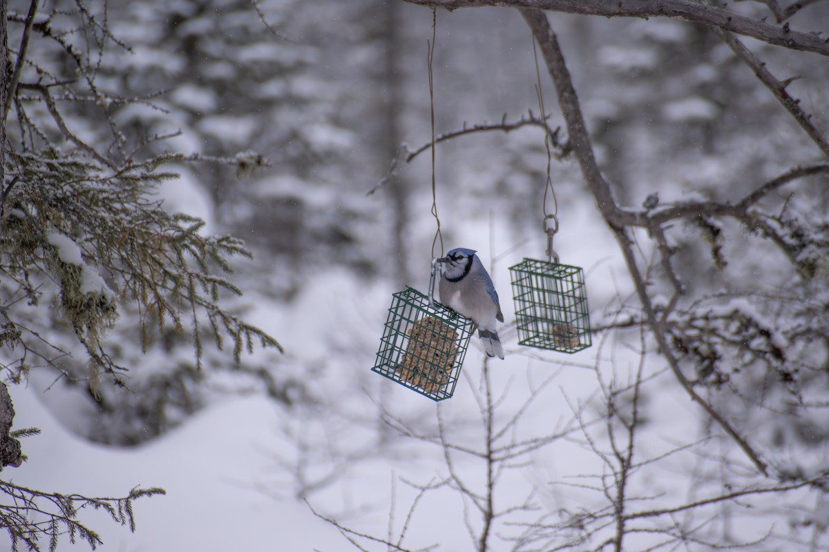 Blue Jay - ML646944346