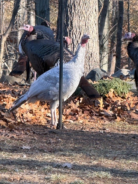 Wild Turkey - ML646944355