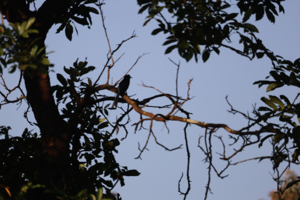 Дронго великий - ML646944357