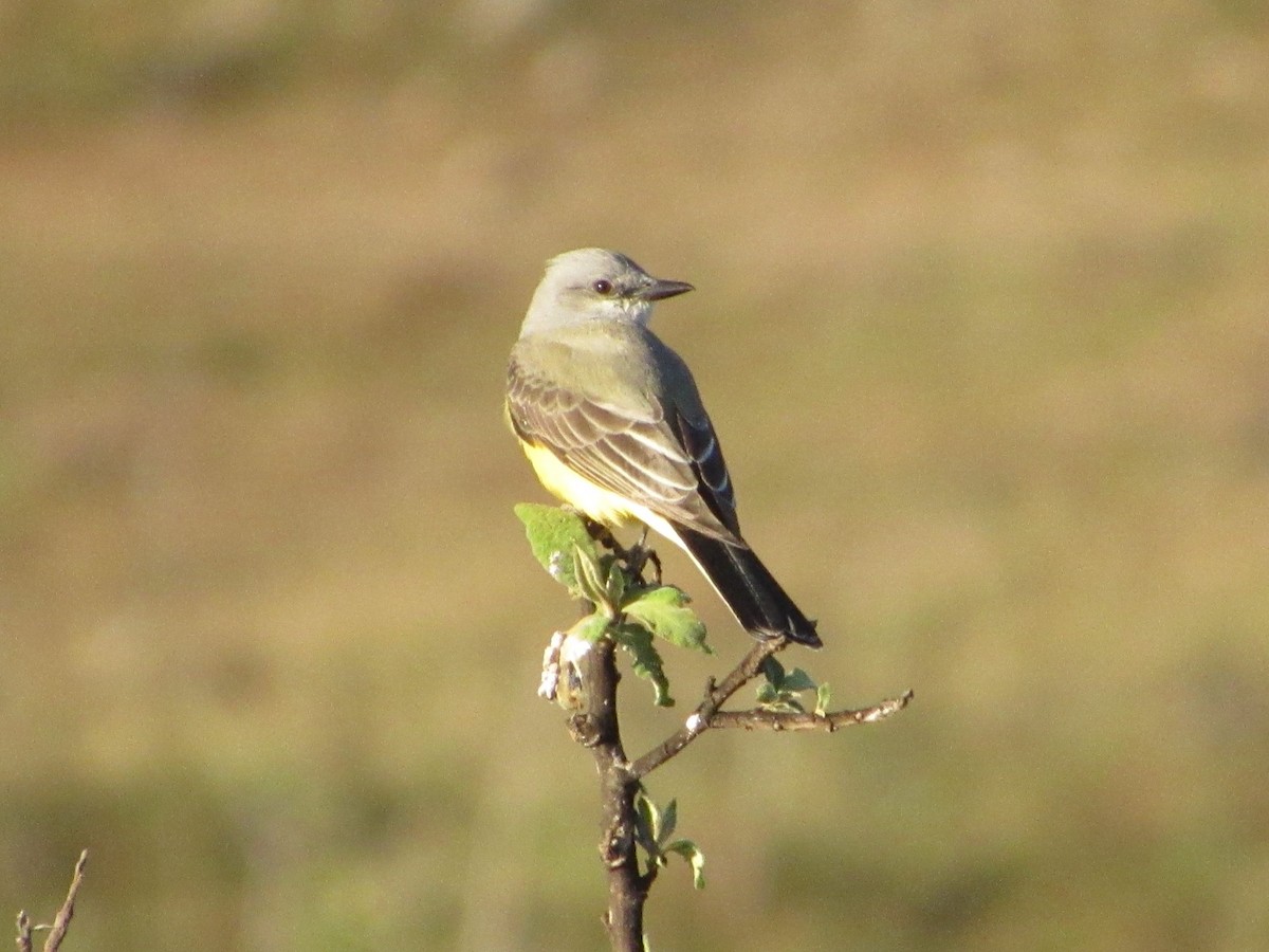 Western Kingbird - ML646944360