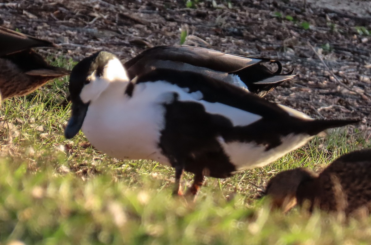 ברווז בלתי-מזוהה - ML646944366