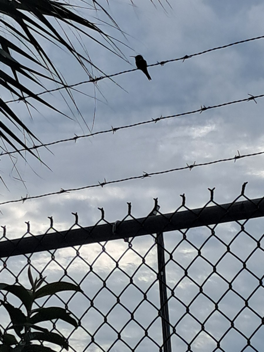 Колібрі-аметист багамський - ML646944368